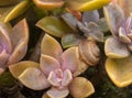 Closeup of cactus succulent plant. Cactus succulents in a garden. Focus set on a snail feeding on the plant Royalty Free Stock Photo