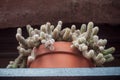 Cactus in terra cotta pot at window Royalty Free Stock Photo