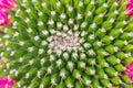 Closeup cactus thor macro high detail