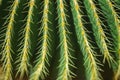 Closeup cactus thorn