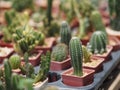 Cactus tree green trunk has sharp spikes around blooming in Plastic pots Royalty Free Stock Photo