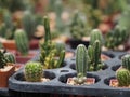 Cactus tree green trunk has sharp spikes around blooming in Plastic pots Royalty Free Stock Photo