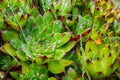 Closeup cactus with water drops on spines vibrant green color isolated white background Royalty Free Stock Photo