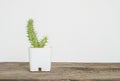 Closeup cactus in white plastic pot on blurred wood desk and white cement wall textured background with copy space Royalty Free Stock Photo