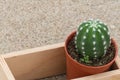 Closeup cactus in wooden box on the sand background