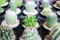 Closeup cactus with yellow spines thorns leaves with stiff ends