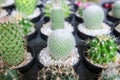 Closeup cactus with yellow spines thorns leaves with stiff ends