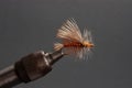 Closeup of a Caddis Fly