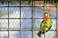 Lovebird lonely caged