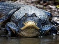 Closeup of a Black Caiman (Melanosuchus niger) in Pampas del Yacuma, Bolivia Royalty Free Stock Photo