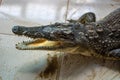 Closeup of a caiman on the ground Royalty Free Stock Photo