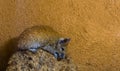 Closeup of a cairo spiny mouse sitting on a rock, common rodent from the north of africa Royalty Free Stock Photo