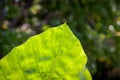Closeup of Caladium Leaf in Bright Sunlight Royalty Free Stock Photo
