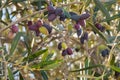 Closeup of Calamata olive tree with ripe olives and blurred background Royalty Free Stock Photo