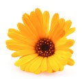 Closeup of Calendula officinalis or Pot Marigold flower isolated on a white background Royalty Free Stock Photo