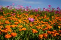 Closeup of the Calendula officinalis, the pot marigolds in the field. Royalty Free Stock Photo