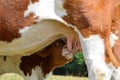 Closeup of calf suckling Royalty Free Stock Photo