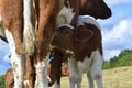 Closeup of calf suckling Royalty Free Stock Photo