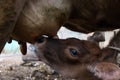 Closeup calf suckling milk from mom. calf suckling Royalty Free Stock Photo