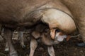 Closeup calf suckling milk from mom. calf suckling Royalty Free Stock Photo