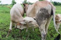 Closeup Calf suckling milk from mom, soft and blur focus Royalty Free Stock Photo