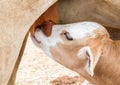 Closeup Calf suckling milk from mom Royalty Free Stock Photo