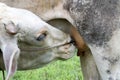 Closeup Calf suckling milk from mom, soft and blur focus Royalty Free Stock Photo