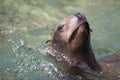 Closeup of a califorian sea lion