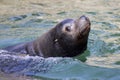 Closeup of a califorian sea lion