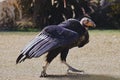 Closeup of a California condor, Gymnogyps californianus.