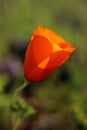 Closeup of California poppy in springtime, California, USA Royalty Free Stock Photo