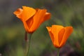 Closeup of California poppy in springtime, California, USA Royalty Free Stock Photo