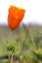 Closeup of California poppy in springtime, California, USA Royalty Free Stock Photo