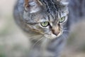 Closeup of California santa cruz mountain wild agriculture barn domestic cat feral semi-feral Royalty Free Stock Photo