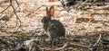 Closeup of a Californian brush rabbit (Sylvilagus bachmani) on the ground Royalty Free Stock Photo