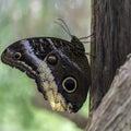 Caligo atreus - Magnificent Owl Butterfly Royalty Free Stock Photo