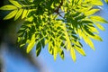 Closeup of Calliandra surinamensis, Surinamese Stickpea leaves in sunlight.