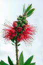 closeup of a Callistemon citrinus, a red beautiful flower with an attractive texture