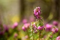 Closeup of Calluna vulgaris, Spring Torch