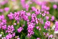 Closeup of Calluna vulgaris, Spring Torch Royalty Free Stock Photo