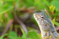 Portrait of Oriental garden lizard , Calotes versicolor Royalty Free Stock Photo