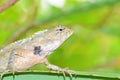 Portrait of Oriental garden lizard , Calotes versicolor Royalty Free Stock Photo