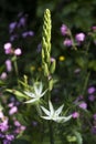 Flowers: Close up of Camassia Leichtlinii alba or great camas. 7 Royalty Free Stock Photo