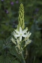 Flowers: Close up of Camassia Leichtlinii alba or great camas. 3 Royalty Free Stock Photo