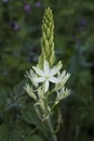 Flowers: Close up of Camassia Leichtlinii alba or great camas. 3