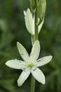 Flowers: Close up of Camassia Leichtlinii alba or great camas. 4 Royalty Free Stock Photo