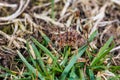 Closeup of Camel Cricket in grass. Royalty Free Stock Photo