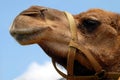 Camel face closeup