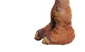 Closeup Camel Foot on White Background, Clipping Path Royalty Free Stock Photo