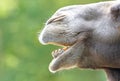 Closeup of a camel, green background Royalty Free Stock Photo